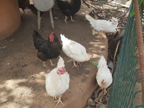 Finca Rural Torres Casas 1 Y 4 Low Cost