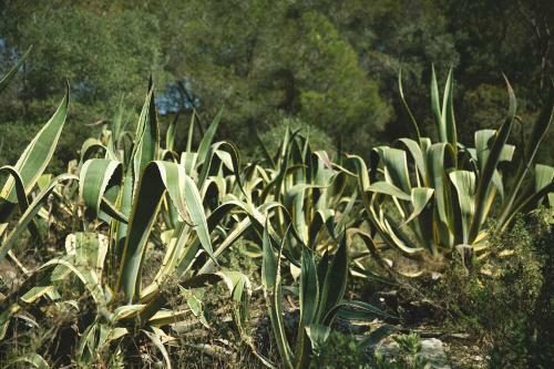 Masia Bartomeu Rural House Between Vineyards 2km From The Beach