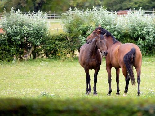 1 Luckington Stables