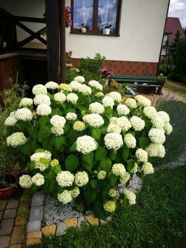 Bed & Breakfast Dom Nad Wigrami