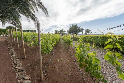 Agroturismo Canarian Farm With Pool Los Paredones