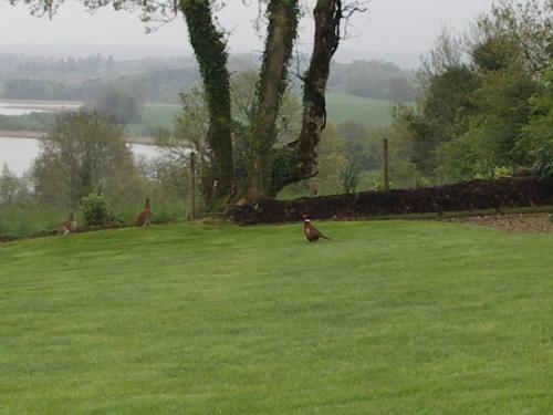 Bed & Breakfast Willowbank House