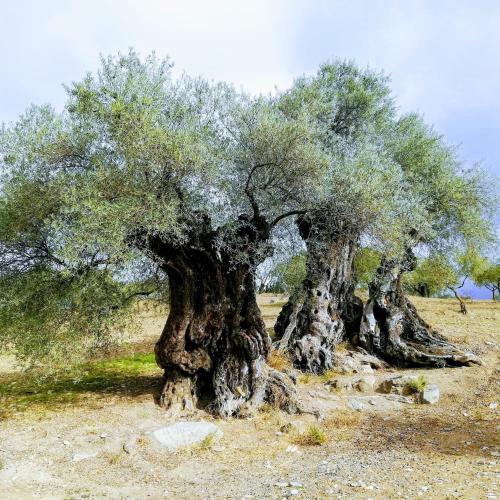 Agroturismo Casa Rural Castillomartin