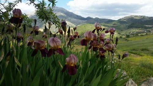 Agroturismo Finca Las Morenas