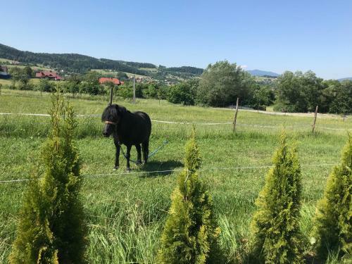 Lodge Domki, Apartament, Pok�j, Limanowa