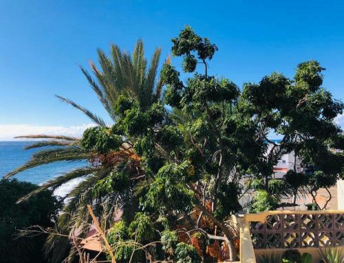 Apartamento Efigenia Playa/mar 3