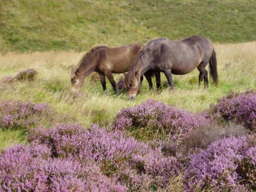 Bed & Breakfast Wilsham Farm