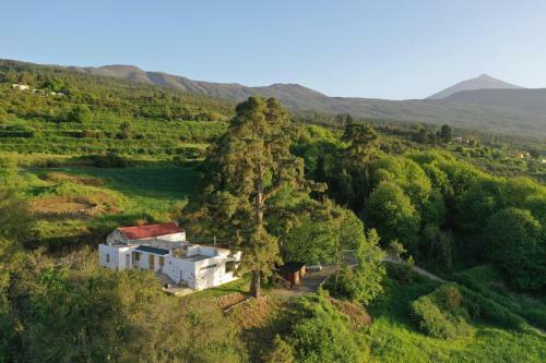El Pino Centenario 4