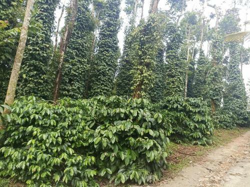 Villa Coffee Country Homestay