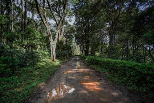 Livingstone The Coffee Ranch