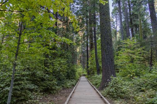 Redwood Escape