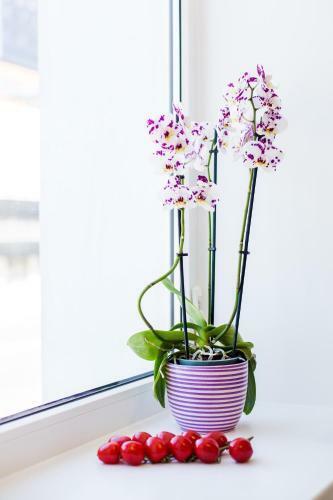 Tallinn City Centre Apartment