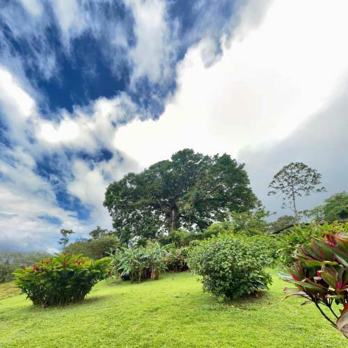 Bed & Breakfast La Ceiba Tree Lodge