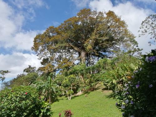 Bed & Breakfast La Ceiba Tree Lodge