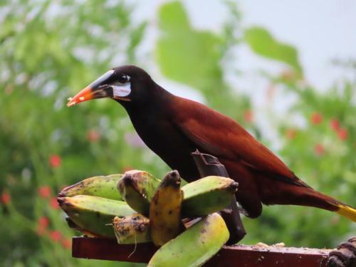 Bed & Breakfast La Ceiba Tree Lodge