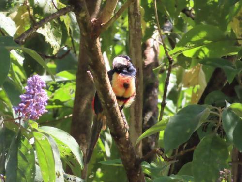 Bed & Breakfast La Ceiba Tree Lodge