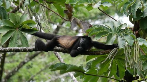 Bed & Breakfast La Ceiba Tree Lodge