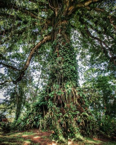 Bed & Breakfast La Ceiba Tree Lodge