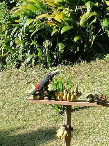 Bed & Breakfast La Ceiba Tree Lodge