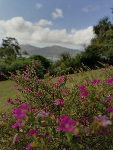 Bed & Breakfast La Ceiba Tree Lodge