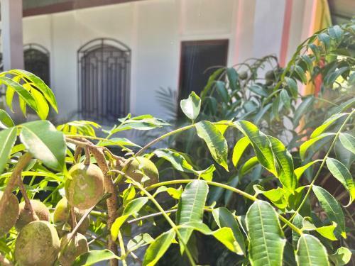 Hostal Natural Experience House