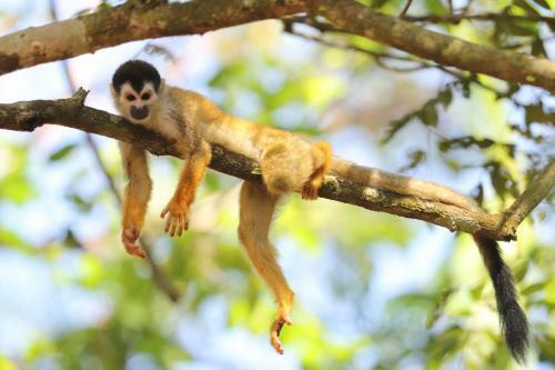 Four Monkeys Eco Lodge