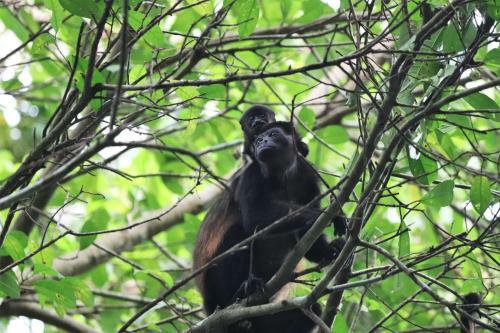 Four Monkeys Eco Lodge