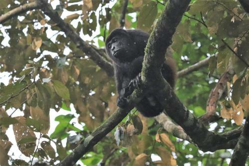 Four Monkeys Eco Lodge
