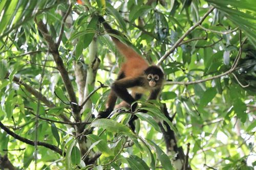 Four Monkeys Eco Lodge