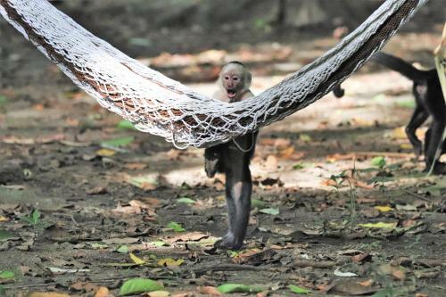Four Monkeys Eco Lodge