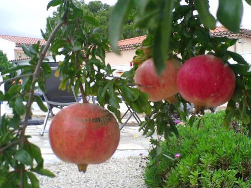 Villa Doree 206
