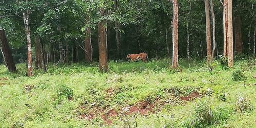 Adventure Inn Dandeli