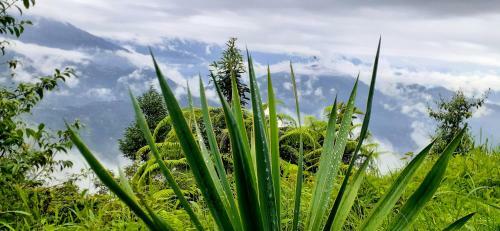 Solitude In Himalayas, Cottage