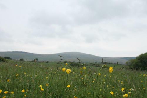Brynhaul Bed And Breakfast