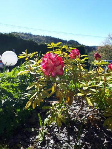 Aberconwy House B&B