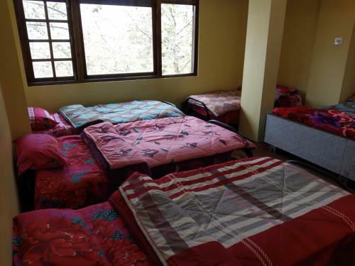 Wild Thrills Hostel