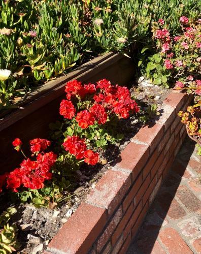 Comfort In Carmel