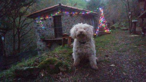 La Casuca Del Bosque