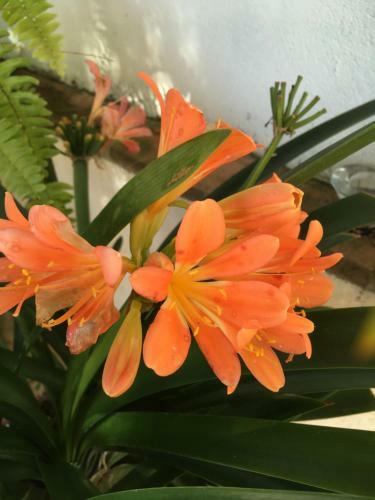 Bed & Breakfast Villa de La Luz Luxury Guesthouse