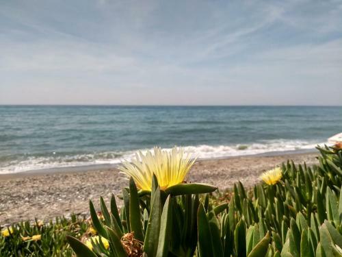 Apartamento El Morche Beach