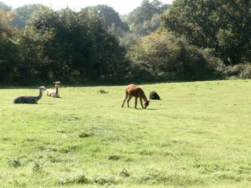 Alpaca Cottage