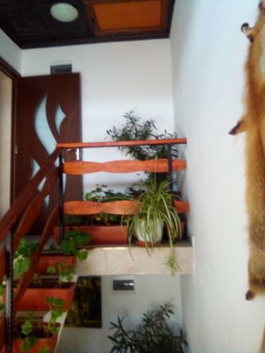 Hostal Guest House Markovi