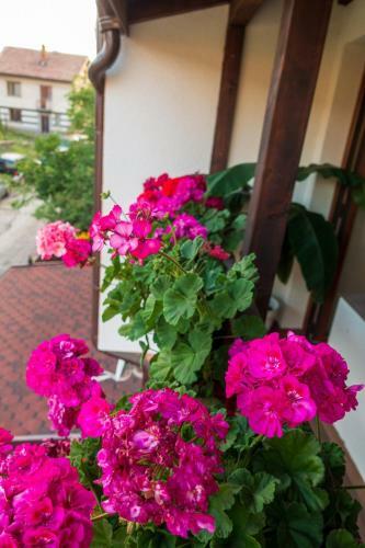 Hostal Guest House Markovi