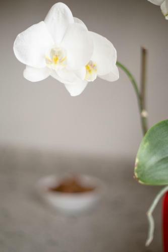 Apartamento Rosaleda