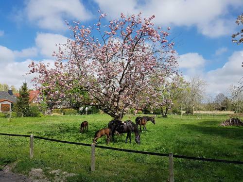 Harle-casa.ostfriesland