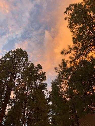 Bear Pines