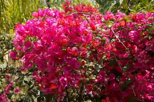Villa Million Flowers