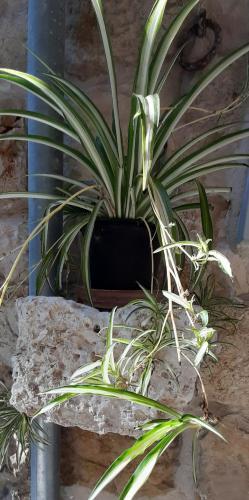 Apartamento Violet