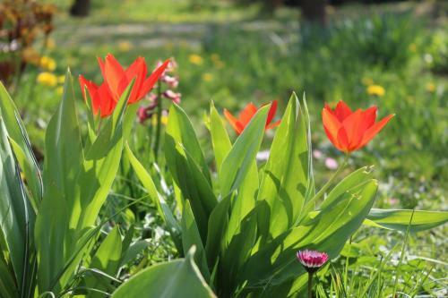 Apartamento Patr�cia Pihen?h�z