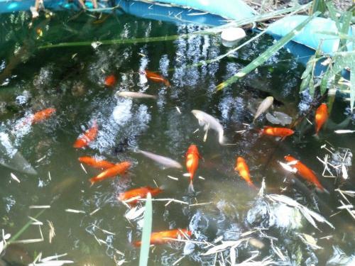 El Rincon De Los Patos 1